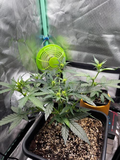 #20 - [Auto] Blueberry Crumble. Week 5