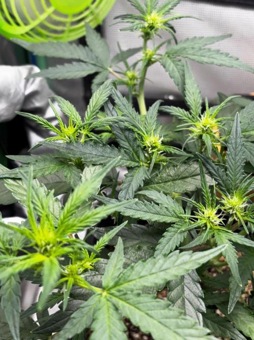 #20 - [Auto] Blueberry Crumble. Week 5