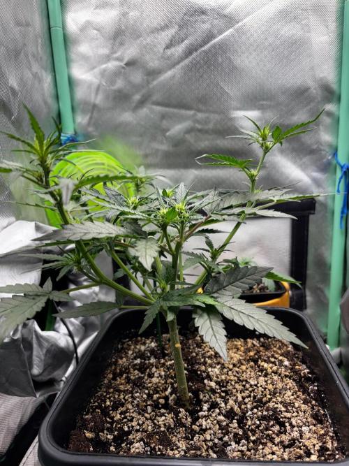 #20 - [Auto] Blueberry Crumble. Week 5