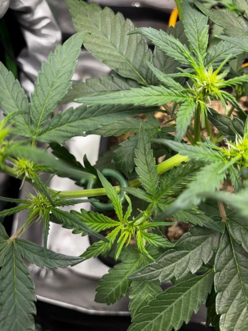 #20 - [Auto] Blueberry Crumble. Week 5