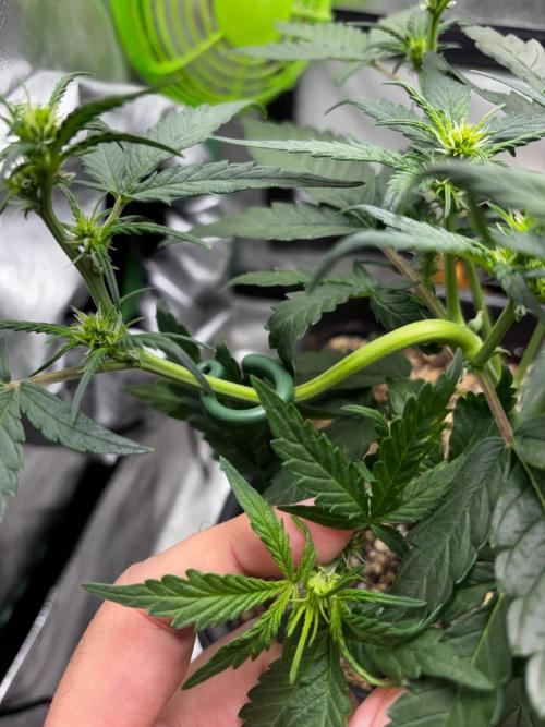 #20 - [Auto] Blueberry Crumble. Week 5