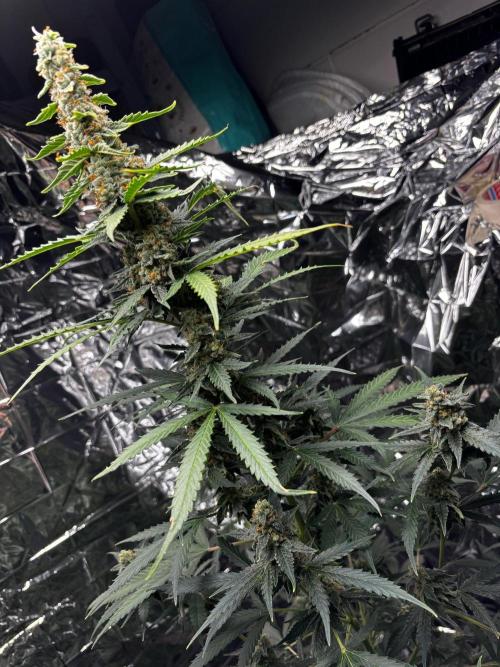 #19 - [Auto] London Poundcake. Week 10
