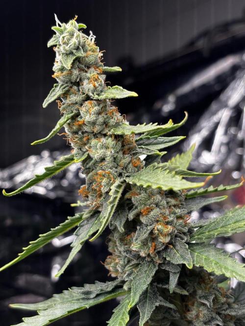 #19 - [Auto] London Poundcake. Week 10