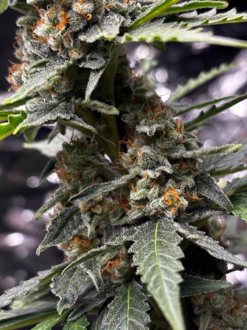 #19 - [Auto] London Poundcake. Week 10