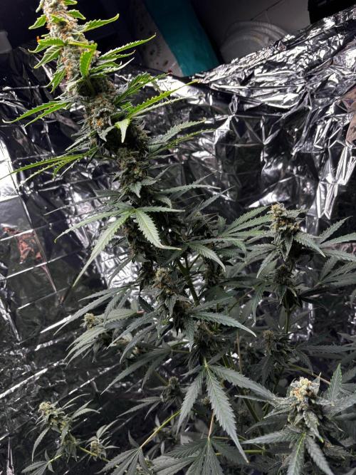 #19 - [Auto] London Poundcake. Week 10
