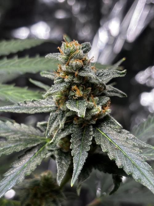#19 - [Auto] London Poundcake. Week 10