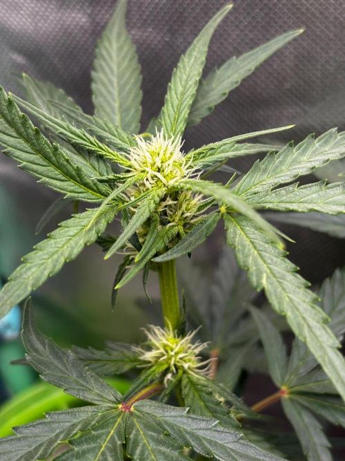 #20 - [Auto] Blueberry Crumble. Week 6 - 15/10
