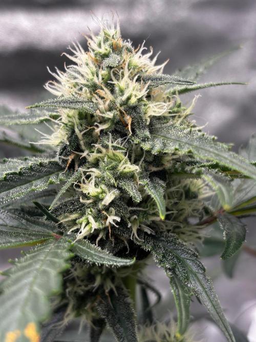 #20 - [Auto] Blueberry Crumble. Week 8 - 31/10