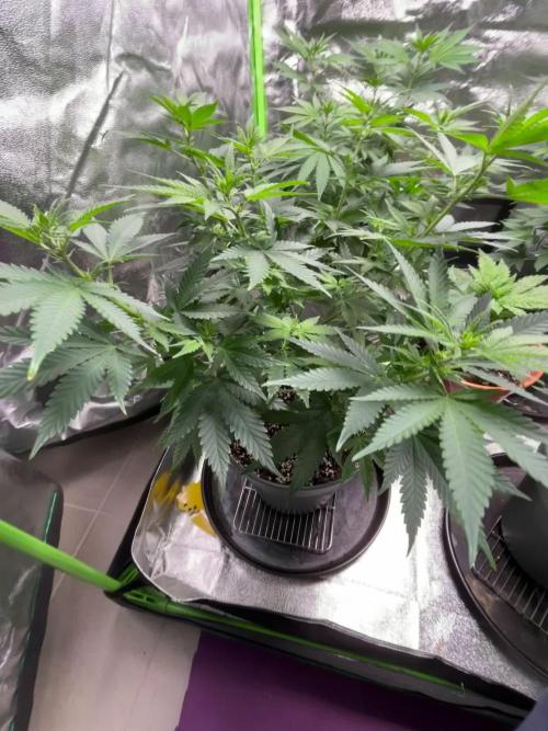 #7 - Girl Scout Cookies