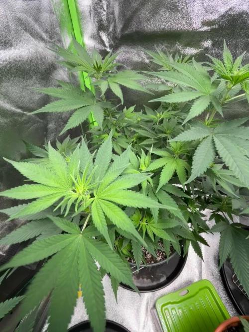 #7 - Girl Scout Cookies