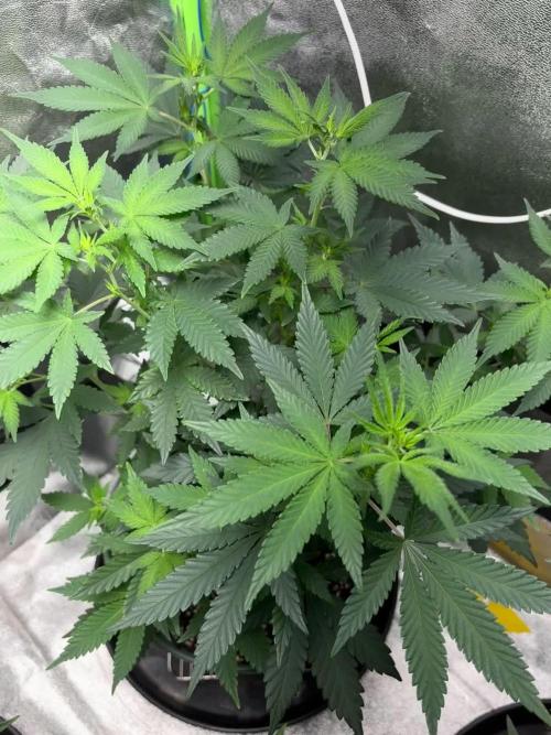 #7 - Girl Scout Cookies