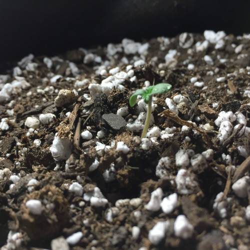 Gorilla Glue (bag seed). Week 1 - Day1 