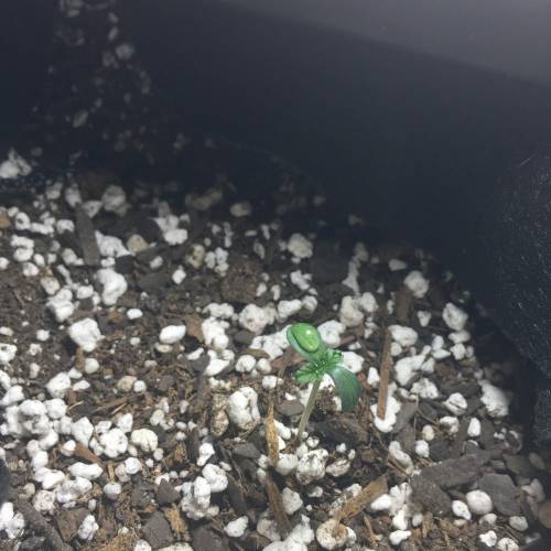 Gorilla Glue (bag seed). Week 1 - Day2