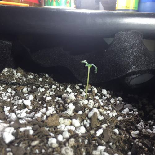 Gorilla Glue (bag seed). Week 1 - Day 2