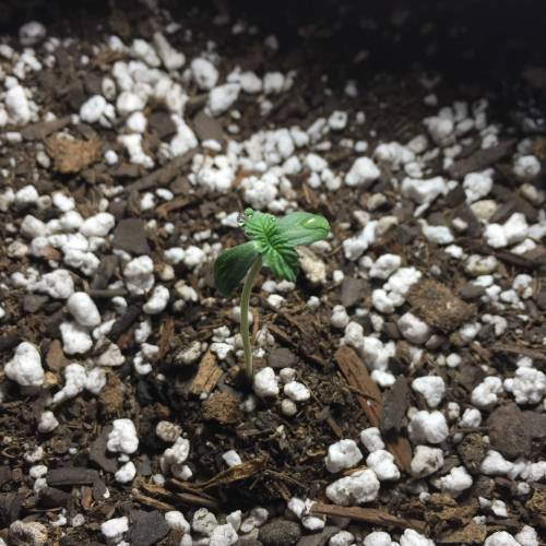 Gorilla Glue (bag seed). Week 1 - Day 4