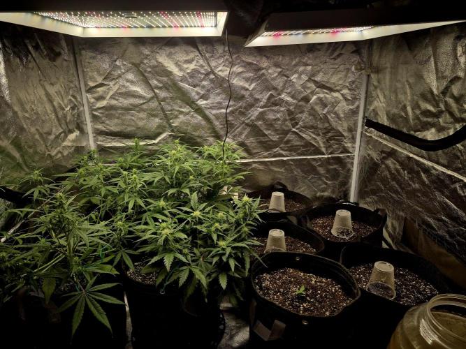 Special Queen 1 Grow diary. Week 0 - Inside the tent, special queens in the cups to help with their humidity
