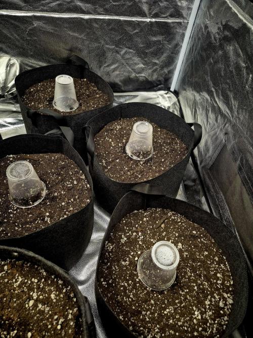 Special Queen 1 Grow diary. Week 0 - Off of risers to help offset tent total light intensity 