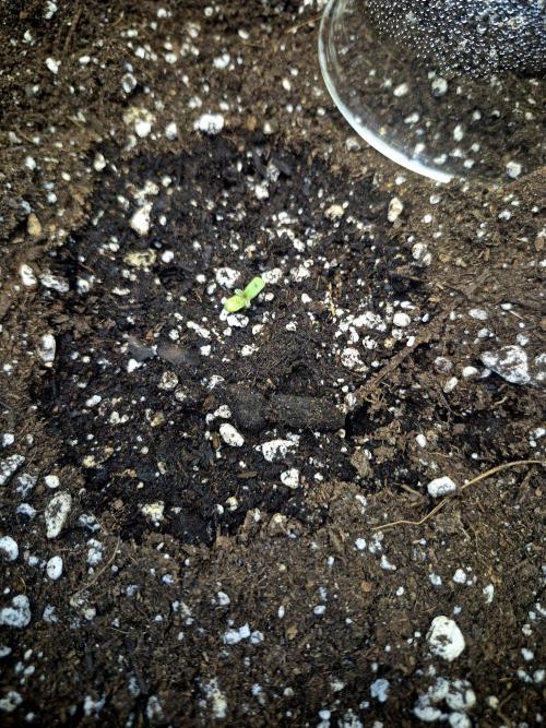 Special Queen 1 Grow diary. Week 0 - Three opening up, beginning their own sets of true leaves