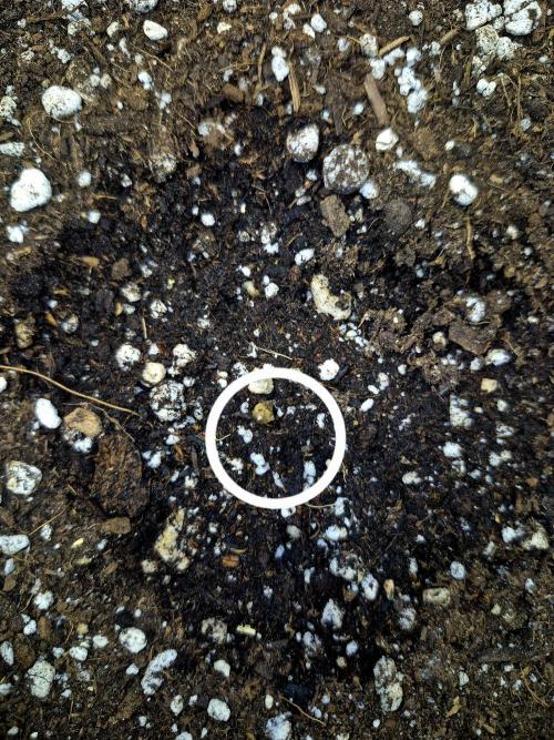 Special Queen 1 Grow diary. Week 0 - This one has yet to open fully, wasn't planted deep enough had trouble w/ shell