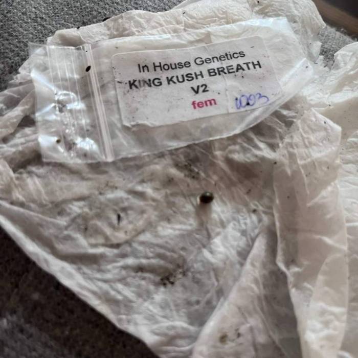 PlatinumZ - & Kings Kush Breath . Week 0 - Kings Kush Breath v2 