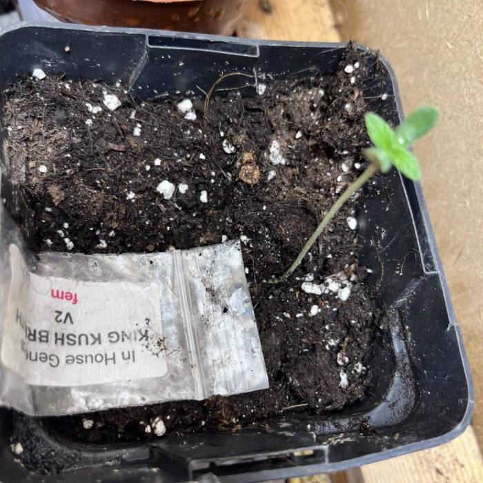 PlatinumZ - & Kings Kush Breath . Week 1 - Let’s begin 