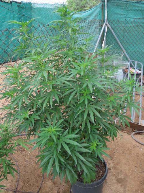 Gary Payton, Trainwreck, Ikarus, SLH x. Week 6 - Trainwreck