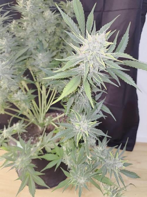 420 Fastbud´s finest