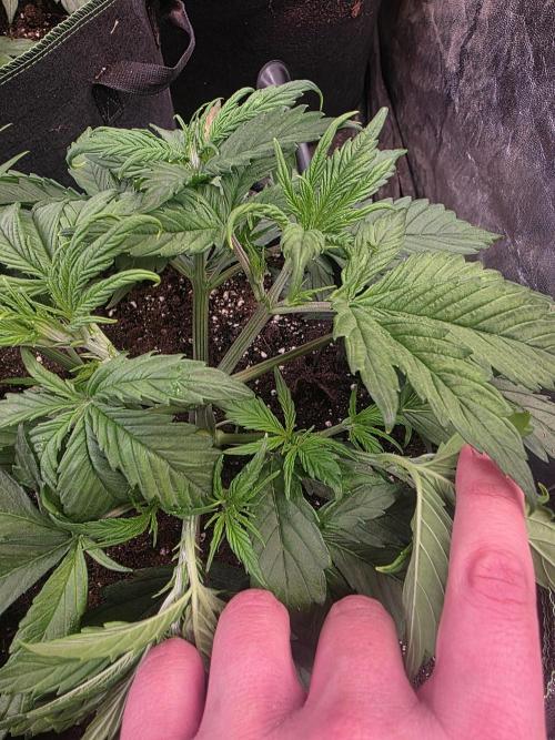 Fastbud Auto Mixed Zelt. Week 3