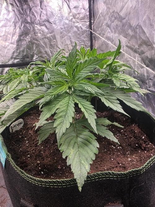 Fastbud Auto Mixed Zelt. Week 3