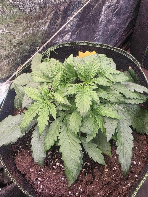 Fastbud Auto Mixed Zelt. Week 3