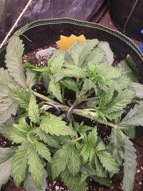 Fastbud Auto Mixed Zelt. Week 3