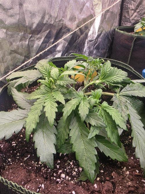 Fastbud Auto Mixed Zelt. Week 3