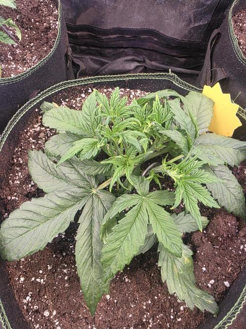 Fastbud Auto Mixed Zelt. Week 3