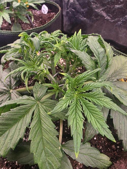 Fastbud Auto Mixed Zelt. Week 3