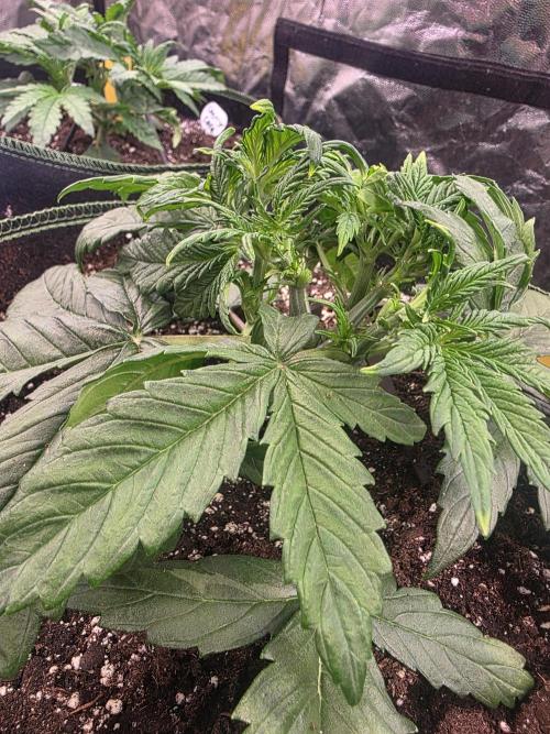 Fastbud Auto Mixed Zelt. Week 3