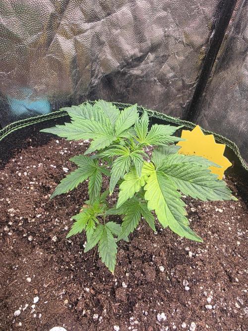 Fastbud Auto Mixed Zelt. Week 3