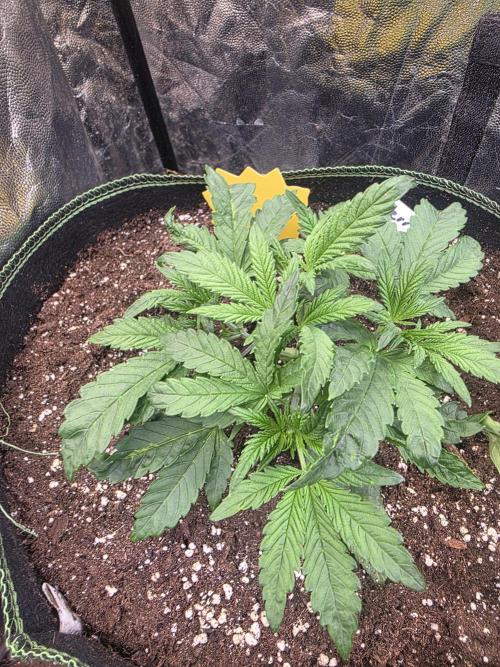 Fastbud Auto Mixed Zelt. Week 3