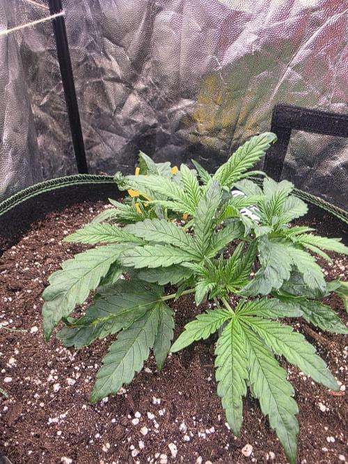 Fastbud Auto Mixed Zelt. Week 3