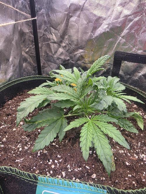 Fastbud Auto Mixed Zelt. Week 3