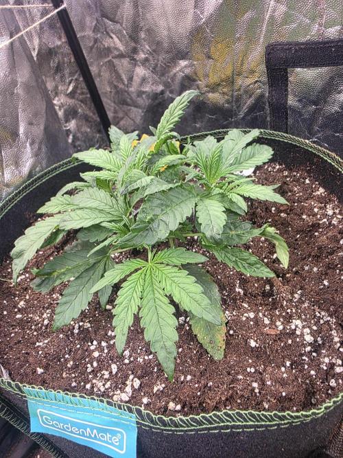 Fastbud Auto Mixed Zelt. Week 3