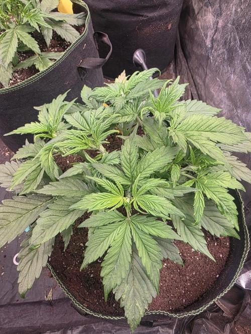 Fastbud Auto Mixed Zelt. Week 3