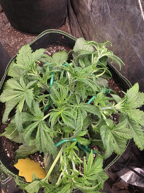 Fastbud Auto Mixed Zelt. Week 4