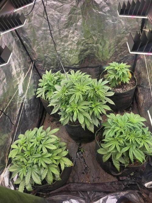 Fastbud Auto Mixed Zelt. Week 4