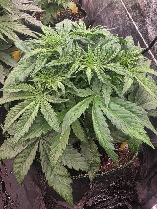 Fastbud Auto Mixed Zelt. Week 4