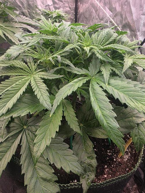 Fastbud Auto Mixed Zelt. Week 4