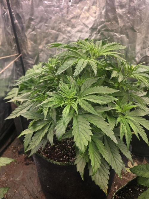 Fastbud Auto Mixed Zelt. Week 4