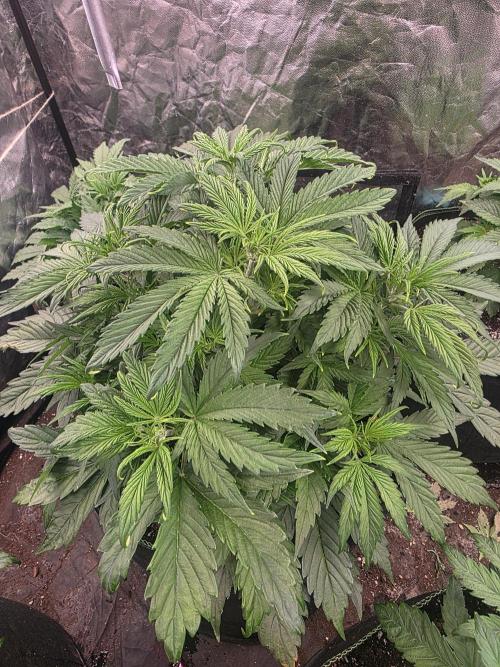 Fastbud Auto Mixed Zelt. Week 4