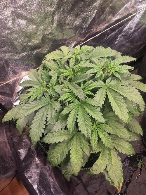 Fastbud Auto Mixed Zelt. Week 4
