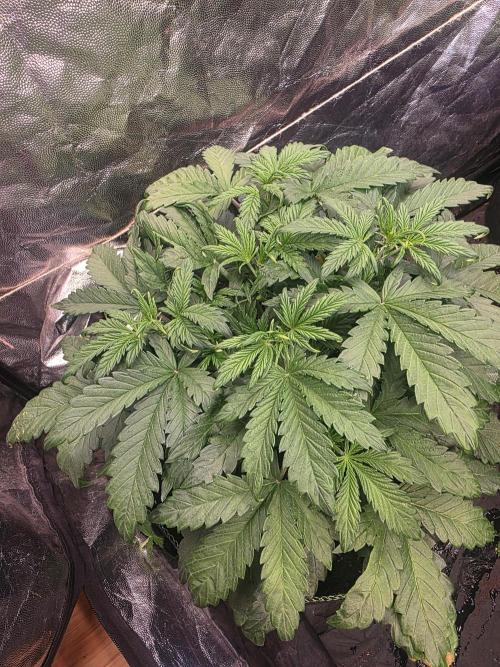 Fastbud Auto Mixed Zelt. Week 4