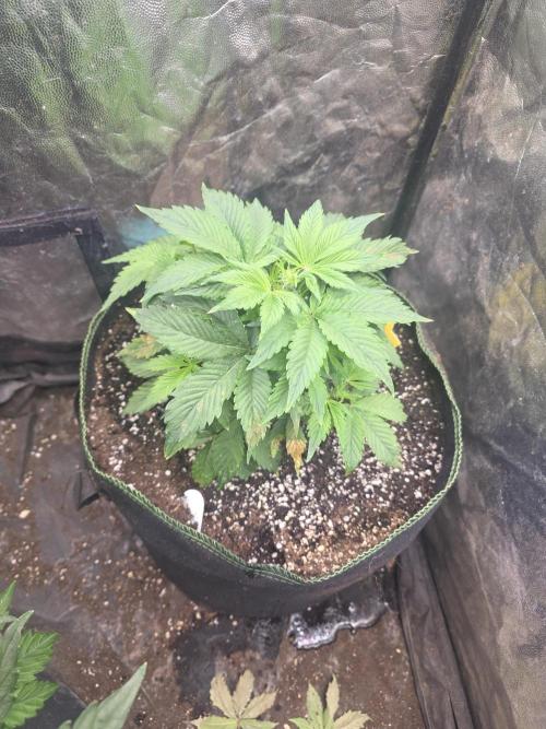 Fastbud Auto Mixed Zelt. Week 4